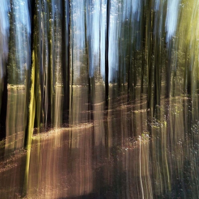 Forêt d'Ecouves, transparence
