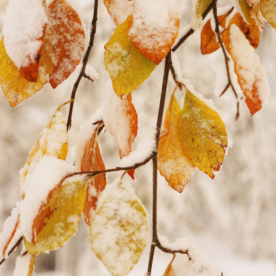 33- Hêtre givré. Tirage 40/60cm alu mat disponible. 