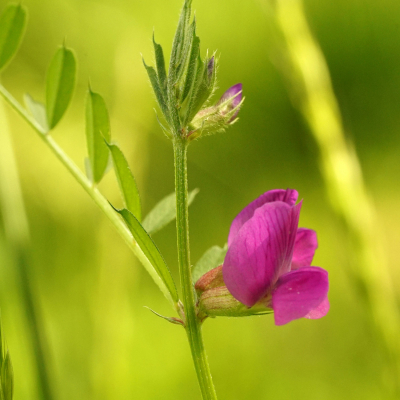 34- Fourmis sur Vesce commune. Tirage 40/60cm alu mat disponible 