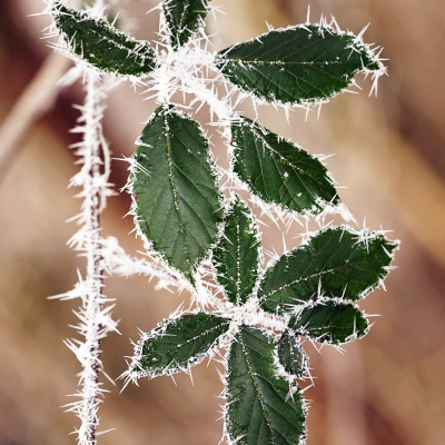 35-Ronce glacée. Tirage 40/60cm alu mat disponible 