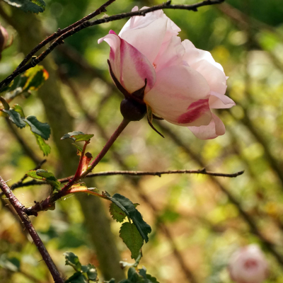 Rose pimprenelle