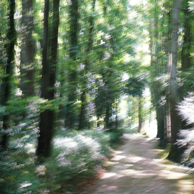 56-Les esprits de la forêt 