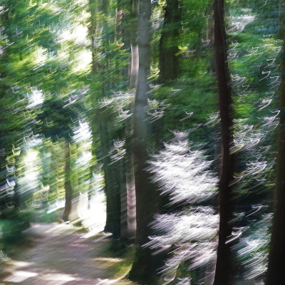 56.1-Les esprits de la forêt (2)