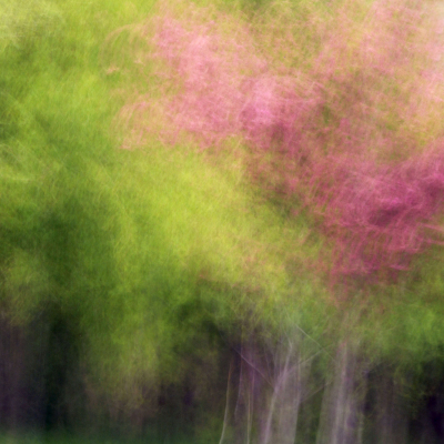 Arbre de Judée 