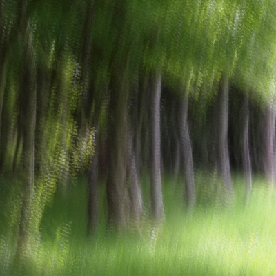 Sous bois (1)